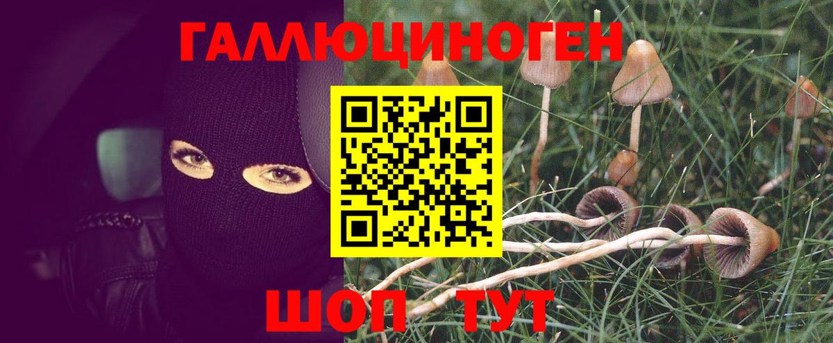 Полевской  Галлюциногенные грибы Psilocybine cubensis  Вход с VPN  Галлюциногенные грибы Psilocybine cubensis 
